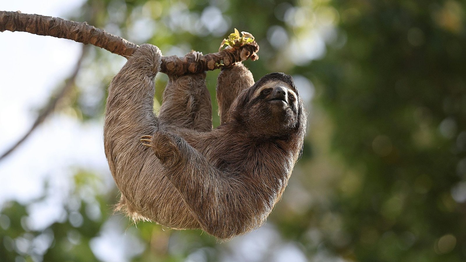 Rio Celeste Sloth Tour